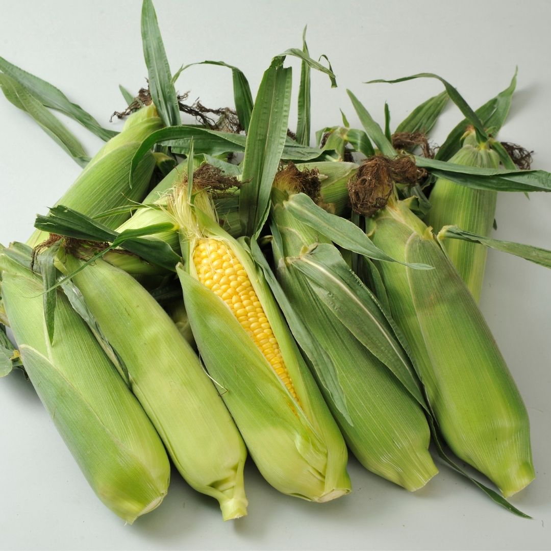 ≪令和８年産予約受付！≫美景農園　スイートコーン（黄）10本[017-66]