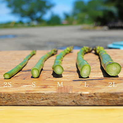 【令和8年産先行予約】北海道 美瑛町幻のアスパラ 本山農場のラスノーブル（グリーンアスパラ）2S～Sサイズ 1kg ≪2回便≫[020-92]