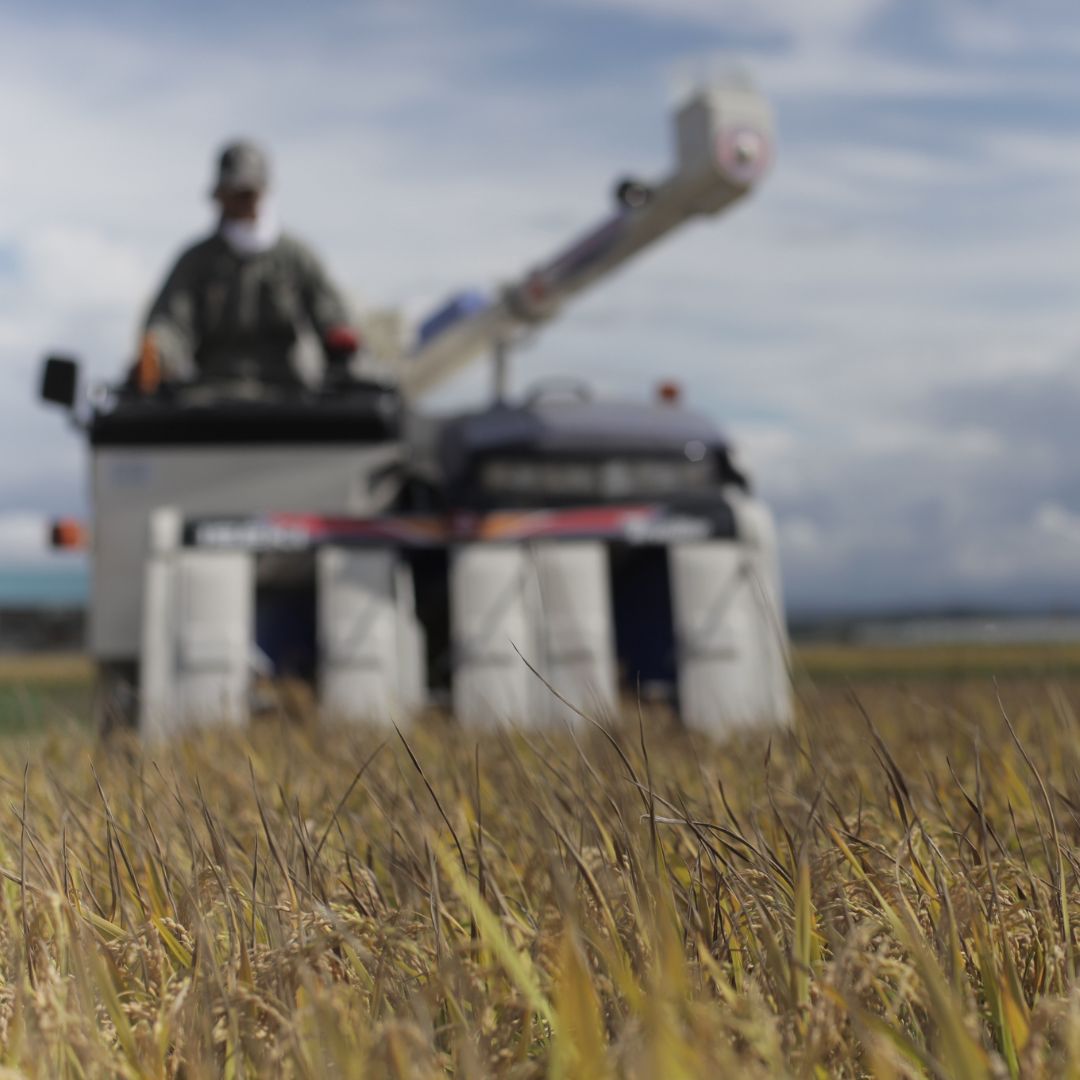 美瑛選果　令和６年産　美瑛米ななつぼし10kg [023-15]