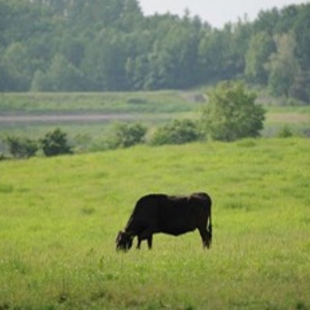 ファームズ千代田　「びえい和牛」リブロース３６０ｇ[027-14]