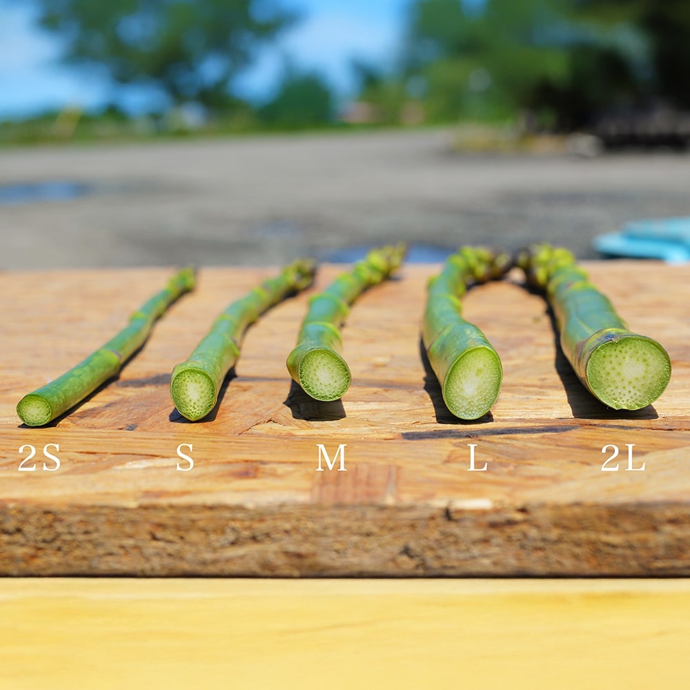 【令和8年産先行予約】 北海道 美瑛町幻のアスパラ 本山農場のラスノーブル（グリーンアスパラ）M～2Lサイズ 2kg ≪3回便≫[066-16]