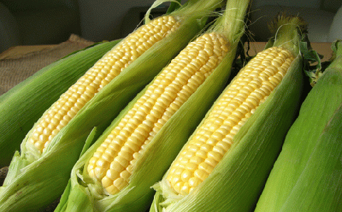 【令和８年産予約受付！】黒木農場　とうもろこし（ほしつぶコーン＆雪の妖精）各１０本[016-92]