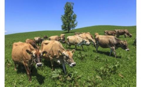 美瑛放牧酪農場　チーズセット[018-44]