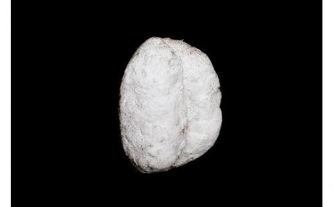 自家焙煎珈琲店GOSH　シュトーレン[015-123]