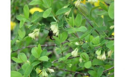 びえいハスカップファーム　美瑛産ブルーベリージャム３本[012-96]