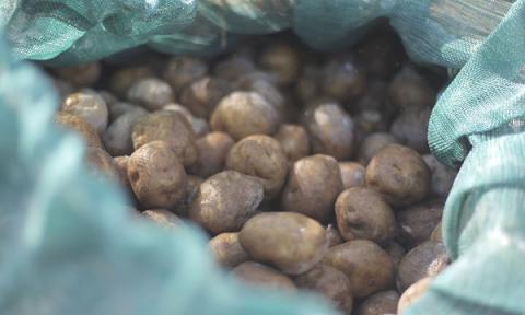 美瑛選果　美瑛町産雪室馬鈴薯 ５ｋｇ(混玉)[010-182]