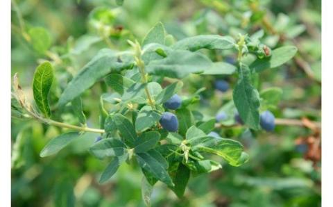 Ｈａｎａ　ｌａ　ｍｏｍ　ビエイブルージャムと野菜ジャム３本セット[011-38]