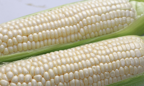 【令和８年産予約受付！】黒木農場　とうもろこし（ほしつぶコーン＆雪の妖精）各４本[009-34]