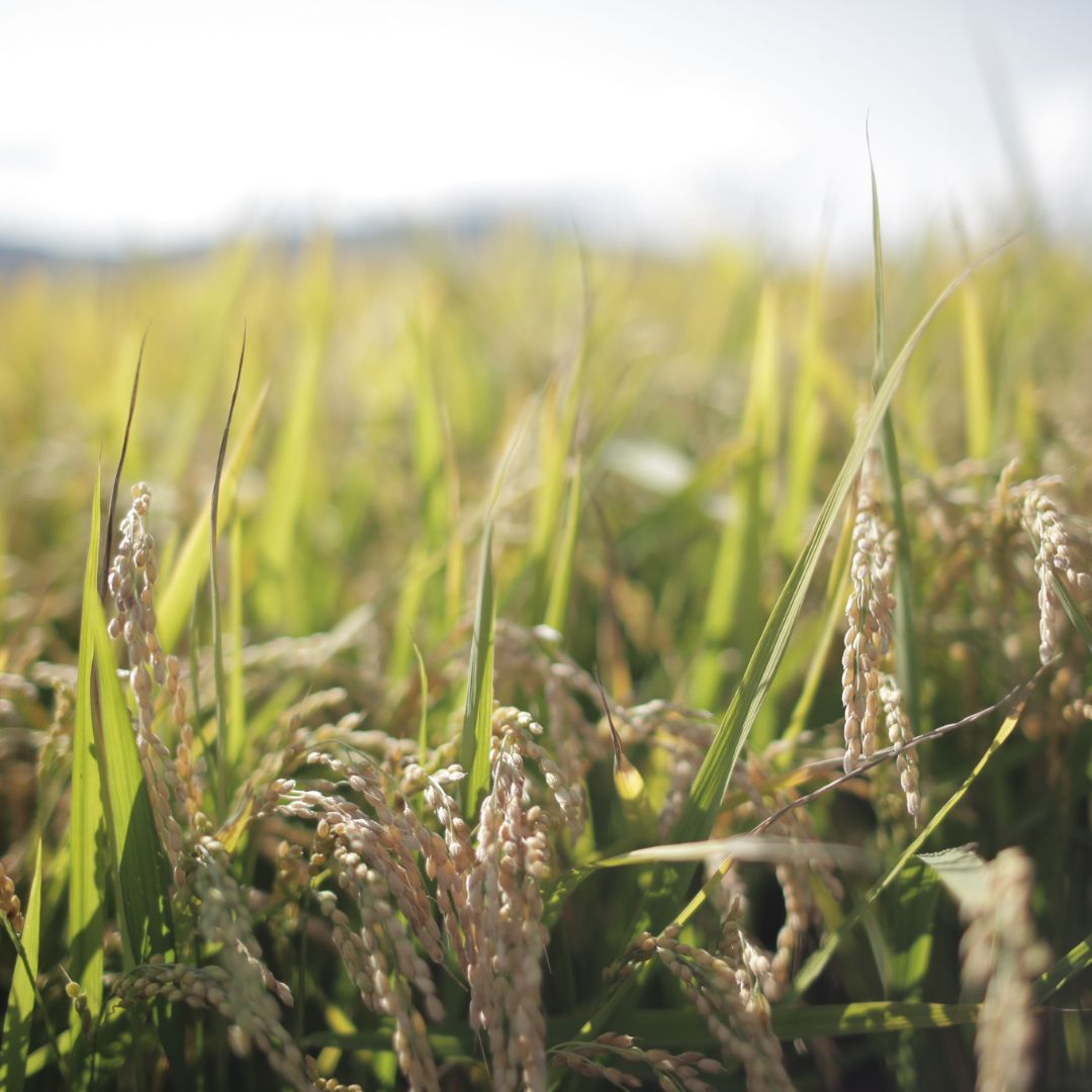 美瑛選果　令和６年産　美瑛米ななつぼし10kg [023-15]