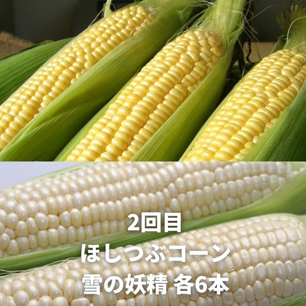【令和８年産予約受付！】黒木農場　野菜の定期便（３回便）[029-15]