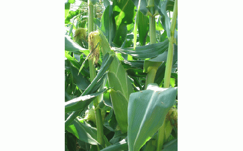 【令和８年産予約受付！】黒木農場　とうもろこし（ほしつぶコーン）２０本[016-90]