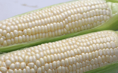 【令和８年産予約受付！】黒木農場　とうもろこし（ほしつぶコーン＆雪の妖精）各１０本[016-92]
