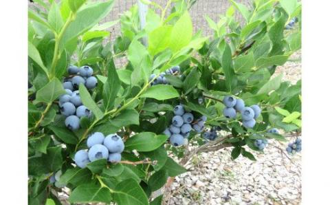 びえいハスカップファーム　美瑛産ブルーベリージャム３本[012-96]