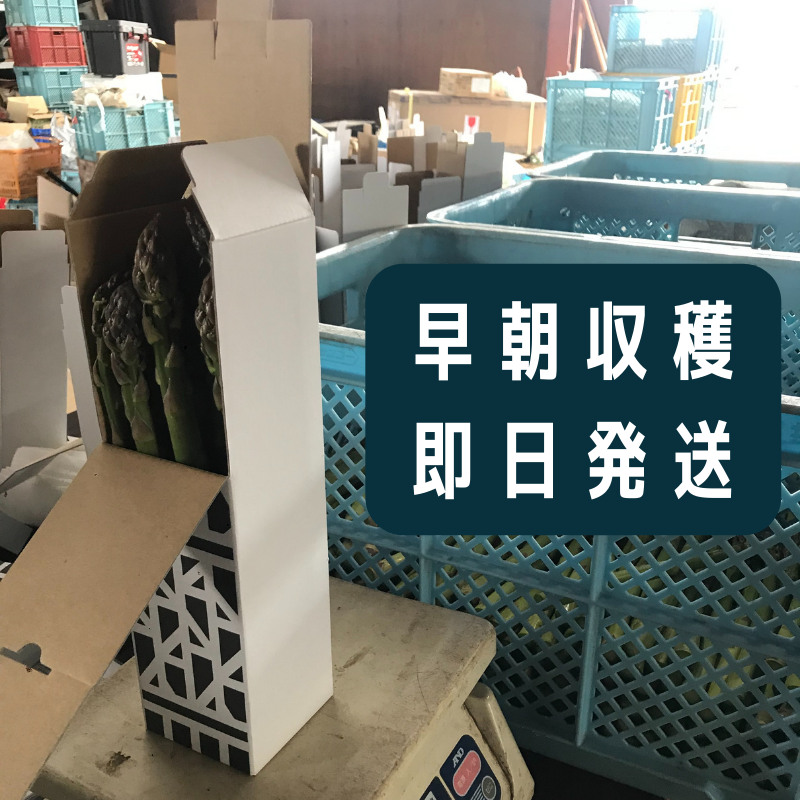【先行予約】令和8年産！ 幻のアスパラ ラスノーブルHAKOIRI「畑発・冷蔵庫のドアポケット行」×１箱　墫乃字[012-185]