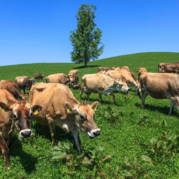 美瑛放牧酪農場　ラクレット・ド・美瑛　100g×3個[015-94]