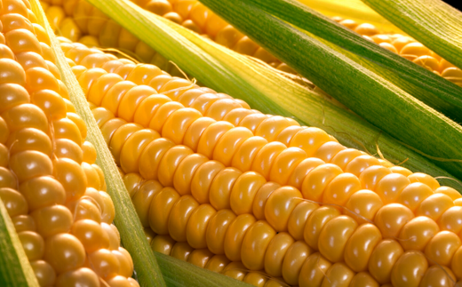 ≪令和８年産予約受付！≫美景農園　野菜の定期便（５回）[085-03]