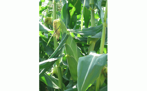 【令和８年産予約受付！】黒木農場　とうもろこし（雪の妖精）２０本[016-91]