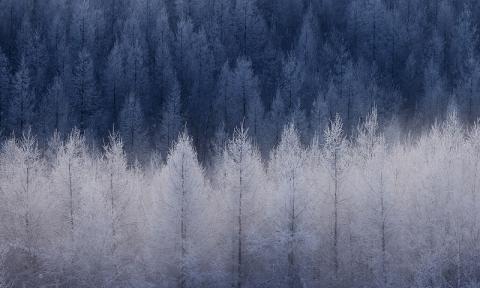 写真家　中西敏貴　A４フォトカード　３枚セットA　[010-204]