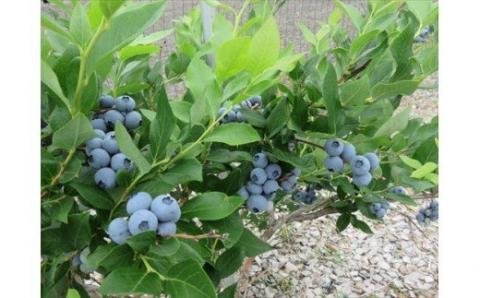 びえいハスカップファーム　ハスカップジャムとブルーベリージャムのセット（３本）[012-74]