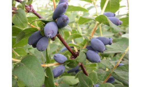 びえいハスカップファーム　美瑛産冷凍ハスカップ１ｋｇ[019-63]