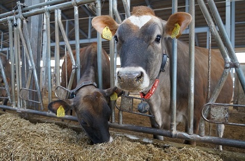 びえい牧場　ジャージーミルクジェラート １２個BOX[019-21]