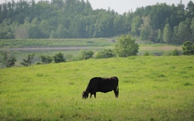 ファームズ千代田　「びえい和牛」サーロインステーキ３６０ｇ[032-15]