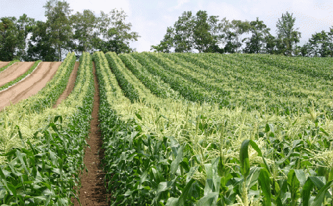 【令和８年産予約受付！】黒木農場　とうもろこし（ほしつぶコーン＆雪の妖精）各１０本[016-92]