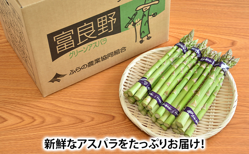 【令和7年産】アスパラガス グリーンアスパラ 1.5kg M～L アスパラ あすぱら 野菜 北海道 上富良野町 ふらの農業協同組合