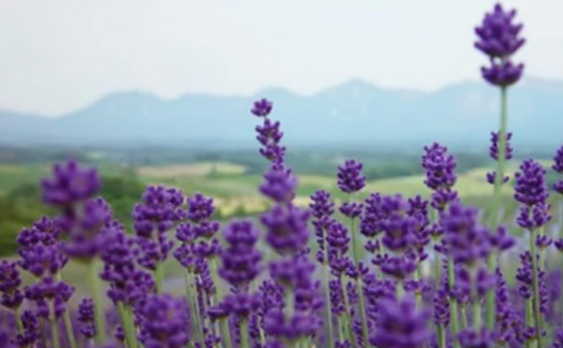 北海道上富良野町 ANAトラベラーズホテル割引クーポン30,000点分