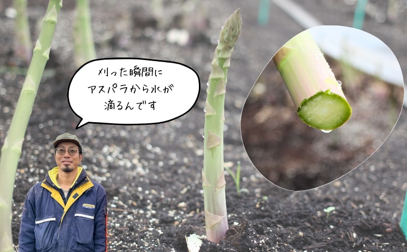 【2026年4月～発送】 北海道上富良野産 グリーンアスパラガス 太くて美味しい 2Lサイズ 1kg [ファームいむら] グリーンアスパラ アスパラガス あすぱら アスパラ 野菜 新鮮 北海道 上富良野町