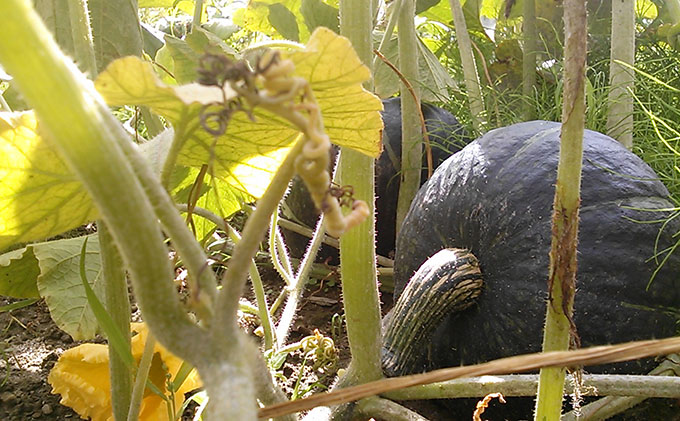 四釜農園のオススメかぼちゃ10kgセット≪6種以上≫