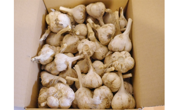 北海道上富良野町産にんにく（ホワイト6片）約1.5kg