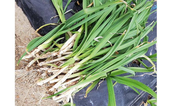 北海道上富良野町産 葉にんにく約150g×3パック