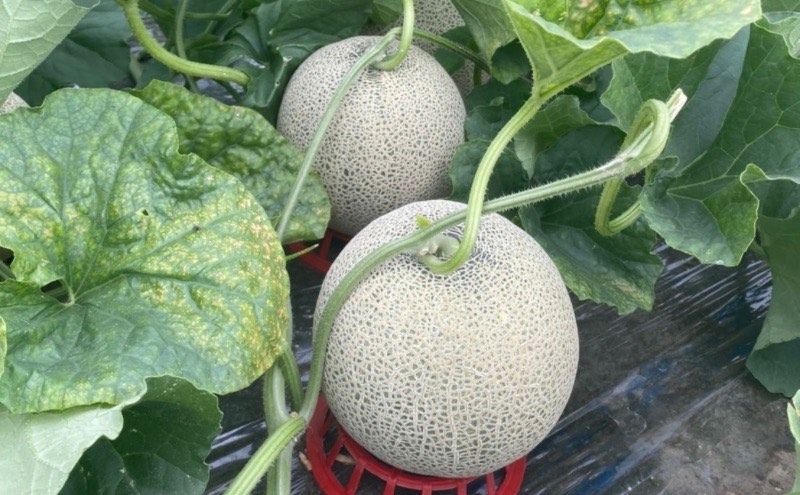 北海道 上富良野産 最上等級“ 秀品 赤肉メロン ” 糖度14度 以上（1.6kg～1.99kg）×4玉 化粧箱 有 メロン めろん デザート フルーツ 果物 メロン赤肉 おやつ 甘い 夏 北海道産