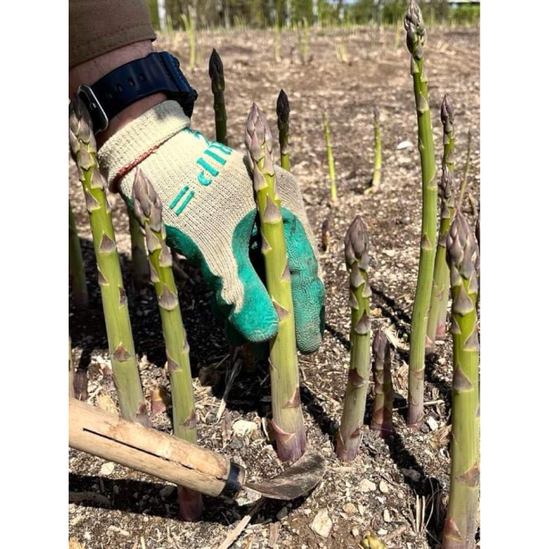 上富良野産 アスパラと春の山菜セット アスパラガス アスパラ 野菜 山菜 北海道