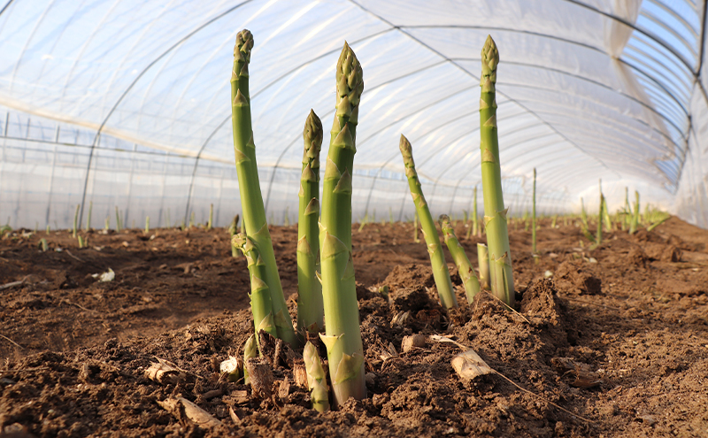 【令和7年産】アスパラガス グリーンアスパラ 1.5kg M～L アスパラ あすぱら 野菜 北海道 上富良野町 ふらの農業協同組合