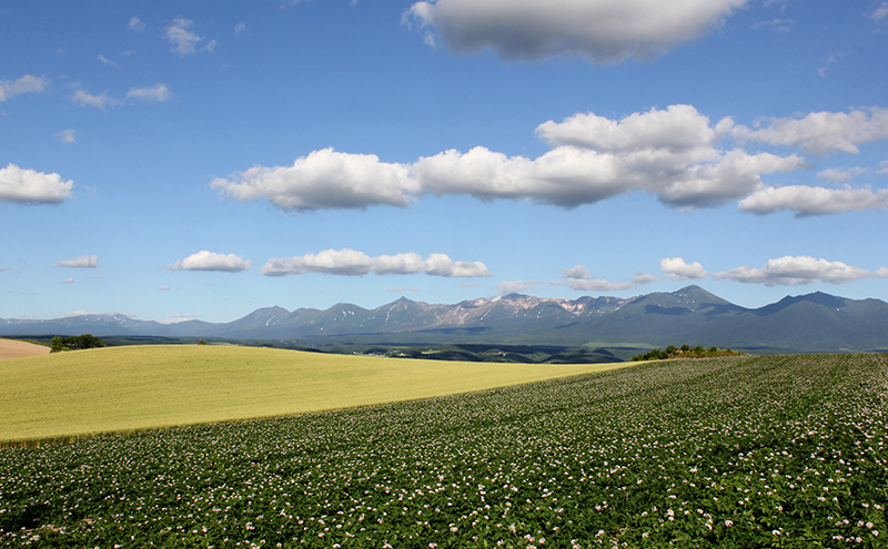 北海道上富良野町 ANAトラベラーズホテル割引クーポン30,000点分
