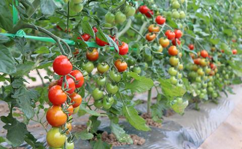 【2025年7月下旬頃から発送】特別栽培＆JGAP認証農場　かみふらの産朝採れミニトマト1.5kg