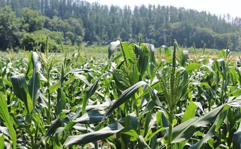 【2025年8月下旬から発送】農家直送！朝もぎスイートコーン『ゆめのコーン』2L 10～12本（4.5kg）