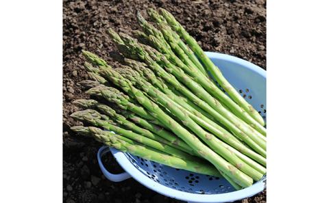 松本君の 朝採りアスパラガス 約1kg