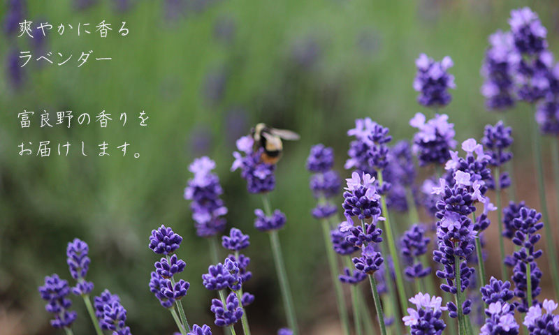 【2025年9月上旬から順次お届け】 富良野 花七曜 上富良野 ラベンダー【スタンドブーケ】ドライフラワー 花束 ブーケ