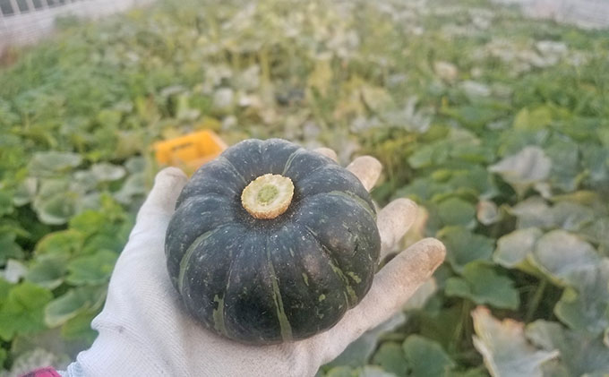 四釜農園のオススメかぼちゃ10kgセット≪6種以上≫