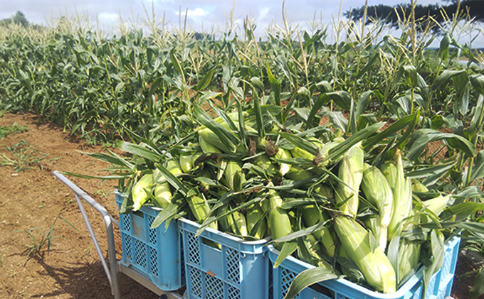 【 2025年 発送 】先行予約 かんのファーム 産 とうもろこし 食べ比べ 20本 セット ( じゃがいも 付 )  北海道 上富良野町 とうもろこし トウモロコシ セット じゃがいも ジャガイモ