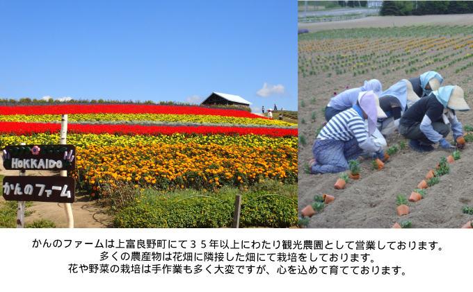 上富良野【かんのファーム】新鮮野菜の定期便（ラベンダー付全3回）