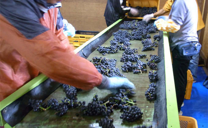 多田農園 多田ワイン 750ml 2本セット（ピノ・ノワール／シャルドネ）