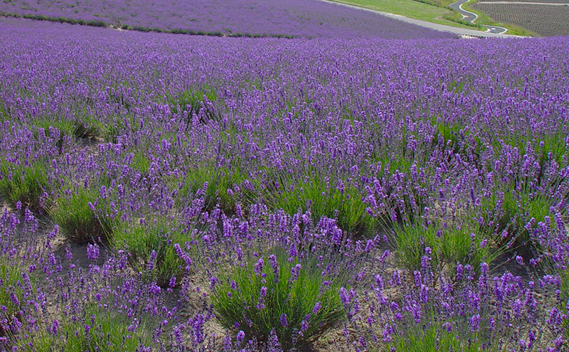 北海道上富良野町 ANAトラベラーズホテル割引クーポン1,500点分