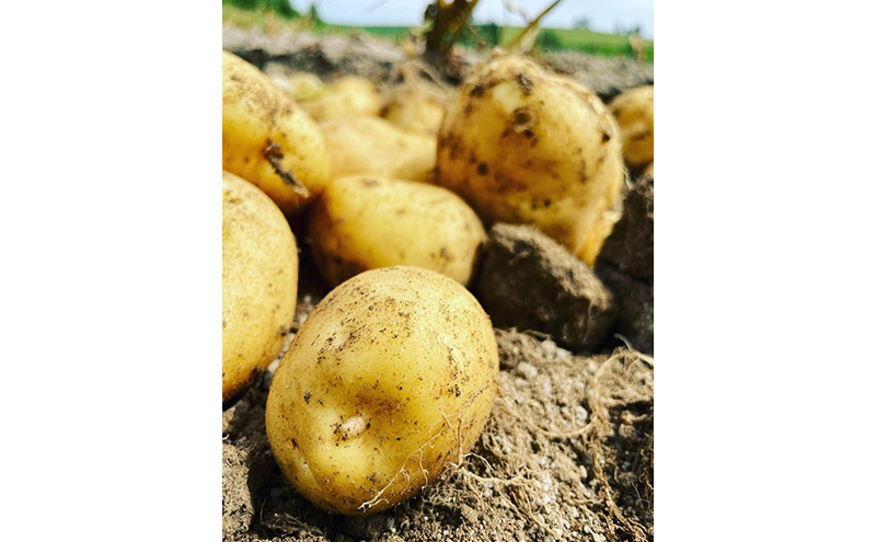 かみふらのじゃがいも「男爵5kg & キタアカリ5kg」