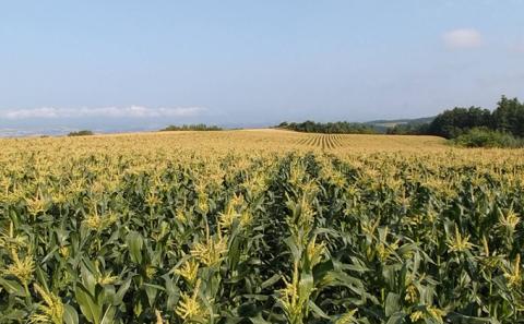 【2025年8月下旬から発送】農家直送！朝もぎスイートコーン『ゆめのコーン』2L 10～12本（4.5kg）