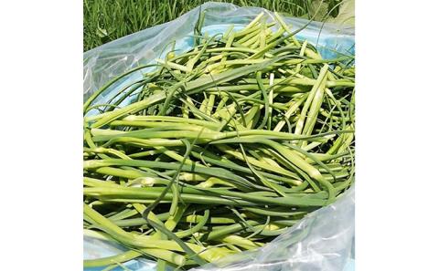 【令和8年産】 先行予約 北海道 上富良野町 産 葉 にんにく 約400g×2パック 計800g 産地直送 希少 香味 野菜 薬味 葉にんにく ニンニク