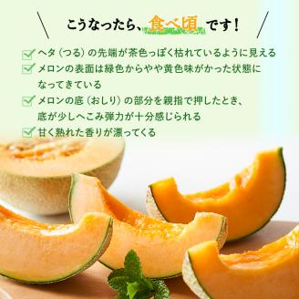 【令和8年産】 メロン ふらの 赤肉メロン LLサイズ 約2kg 2玉 糖度限界突破 セット めろん 果物 フルーツ デザート くだもの 旬の果物 旬のフルーツ 2025年発送 北海道 富良野 上富良野町